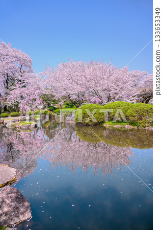 [Shinji Pond] Petals fluttering in the pond and cherry blossoms in full bloom [Suwa Takashima Castle] 133653349