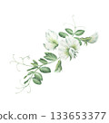 Composition of white flowers and leaves of garden peas. Watercolor illustration hand drawn and isolated on a white background. Perfect for design postcards, invitations, polygraph, textile, tableware 133653377