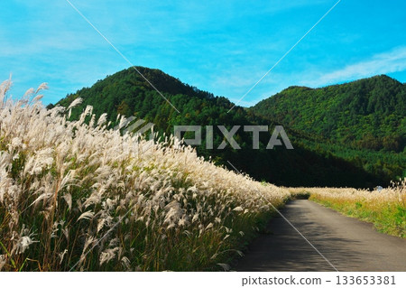 信州開田高原西野 - 秋天的天空閃耀著銀色光芒的蒲葦小路 133653381