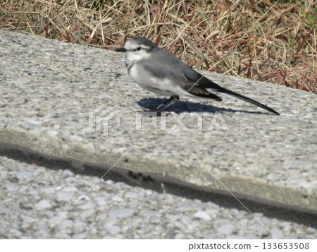 A walk around Kemigawa Beach to see the village's wild bird, the White Wagtail A walk around Kemigawa Beach to see the village's wild bird, the White Wagtail 133653508