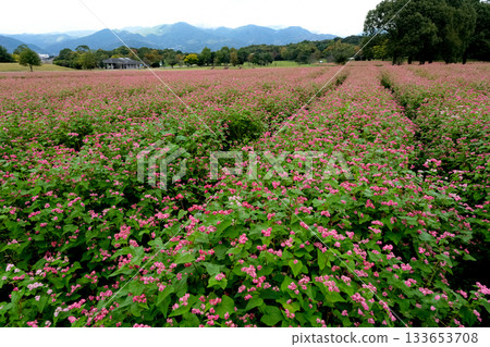 紅花蕎麥田 133653708