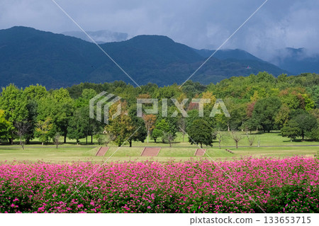 A landscape of red buckwheat fields 133653715
