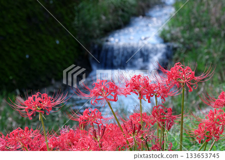 里山河邊盛開的簇生朱頂紅 里山河邊盛開的簇生朱頂紅 133653745