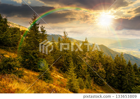 coniferous forest in mountain landscape at sunset. scenic place in national park in mountains in evening light. panoramic view of valley and lush green slope. storytelling image under the rainbow 133653809