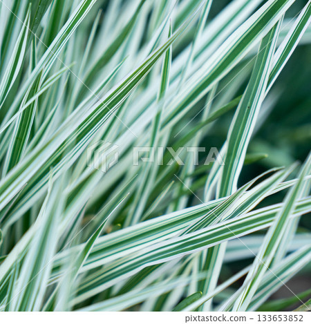 Green grass texture. Field of green grass, a lawn in spring. Background of color grass. Closeup of a freshly mowed lawn, park. Sports turf surface. Backdrop of pasture close up. Nature Wallpaper. 133653852