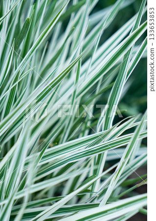 Green grass texture. Field of green grass, a lawn in spring. Background of color grass. Closeup of a freshly mowed lawn, park. Sports turf surface. Backdrop of pasture close up. Nature Wallpaper. 133653853