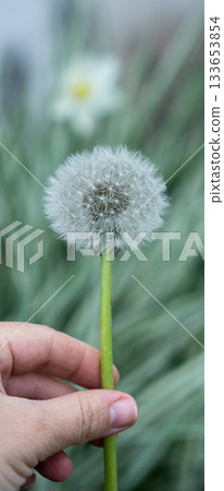 Hand holding a dandellion flower. Dandellion closeup 133653854