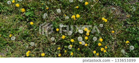 Hand holding a dandellion flower. Dandellion closeup Hand holding a dandellion flower. Dandellion closeup 133653899