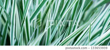 Green grass texture. Field of green grass, a lawn in spring. Background of color grass. Closeup of a freshly mowed lawn, park. Sports turf surface. Backdrop of pasture close up. Nature Wallpaper. 133653939