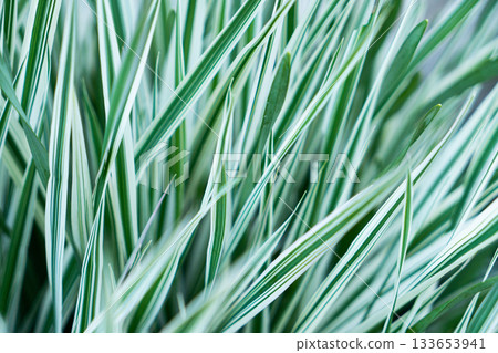 Green grass texture. Field of green grass, a lawn in spring. Background of color grass. Closeup of a freshly mowed lawn, park. Sports turf surface. Backdrop of pasture close up. Nature Wallpaper. 133653941