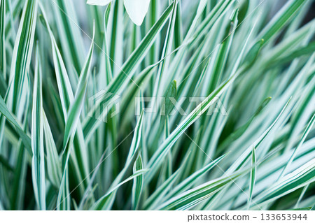Green grass texture. Field of green grass, a lawn in spring. Background of color grass. Closeup of a freshly mowed lawn, park. Sports turf surface. Backdrop of pasture close up. Nature Wallpaper. 133653944