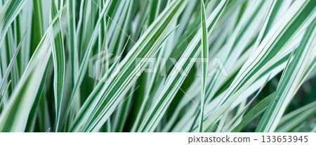 Green grass texture. Field of green grass, a lawn in spring. Background of color grass. Closeup of a freshly mowed lawn, park. Sports turf surface. Backdrop of pasture close up. Nature Wallpaper. 133653945