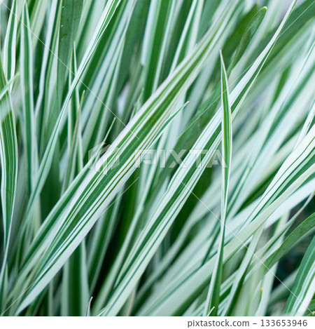 Green grass texture. Field of green grass, a lawn in spring. Background of color grass. Closeup of a freshly mowed lawn, park. Sports turf surface. Backdrop of pasture close up. Nature Wallpaper. 133653946