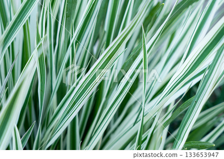 Green grass texture. Field of green grass, a lawn in spring. Background of color grass. Closeup of a freshly mowed lawn, park. Sports turf surface. Backdrop of pasture close up. Nature Wallpaper. 133653947