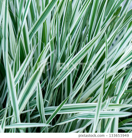 Green grass texture. Field of green grass, a lawn in spring. Background of color grass. Closeup of a freshly mowed lawn, park. Sports turf surface. Backdrop of pasture close up. Nature Wallpaper. 133653949