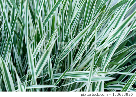 Green grass texture. Field of green grass, a lawn in spring. Background of color grass. Closeup of a freshly mowed lawn, park. Sports turf surface. Backdrop of pasture close up. Nature Wallpaper. 133653950