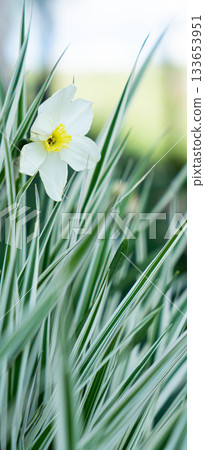 Green grass texture. Field of green grass, a lawn in spring. Background of color grass. Closeup of a freshly mowed lawn, park. Sports turf surface. Backdrop of pasture close up. Nature Wallpaper. 133653951
