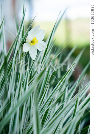 Green grass texture. Field of green grass, a lawn in spring. Background of color grass. Closeup of a freshly mowed lawn, park. Sports turf surface. Backdrop of pasture close up. Nature Wallpaper. 133653953