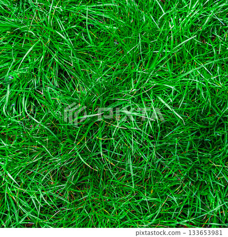 Green grass texture. Field of green grass, a lawn in spring. Background of color grass. Closeup of a freshly mowed lawn, park. Sports turf surface. Backdrop of pasture close up. Nature Wallpaper. Green grass texture. Field of green grass, a lawn in spring. Background of color grass. Closeup of a freshly mowed lawn, park. Sports turf surface. Backdrop of pasture close up. Nature Wallpaper. 133653981