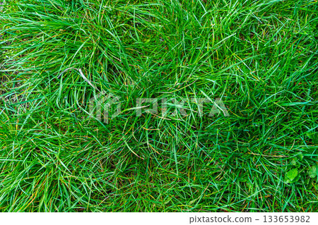 Green grass texture. Field of green grass, a lawn in spring. Background of color grass. Closeup of a freshly mowed lawn, park. Sports turf surface. Backdrop of pasture close up. Nature Wallpaper. 133653982