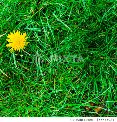 Green grass texture. Field of green grass, a lawn in spring. Background of color grass. Closeup of a freshly mowed lawn, park. Sports turf surface. Backdrop of pasture close up. Nature Wallpaper. 133653984