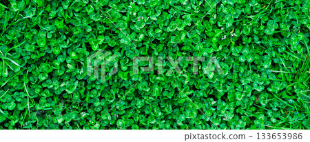 Green grass texture. Field of green grass, a lawn in spring. Background of color grass. Closeup of a freshly mowed lawn, park. Sports turf surface. Backdrop of pasture close up. Nature Wallpaper. 133653986