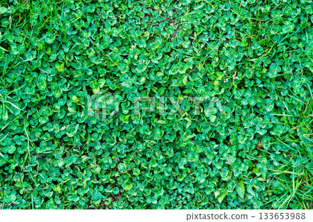 Green grass texture. Field of green grass, a lawn in spring. Background of color grass. Closeup of a freshly mowed lawn, park. Sports turf surface. Backdrop of pasture close up. Nature Wallpaper. 133653988