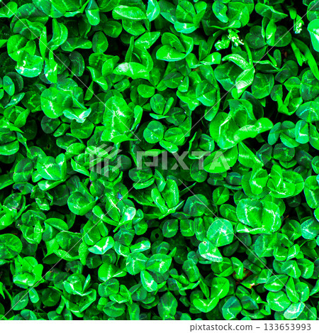 Green grass texture. Field of green grass, a lawn in spring. Background of color grass. Closeup of a freshly mowed lawn, park. Sports turf surface. Backdrop of pasture close up. Nature Wallpaper. 133653993