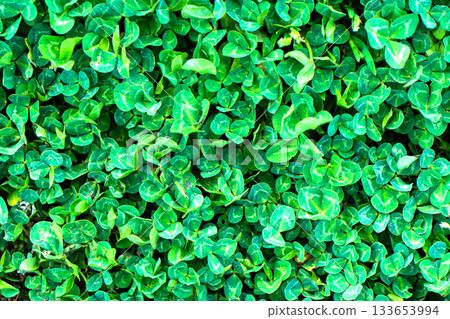 Green grass texture. Field of green grass, a lawn in spring. Background of color grass. Closeup of a freshly mowed lawn, park. Sports turf surface. Backdrop of pasture close up. Nature Wallpaper. Green grass texture. Field of green grass, a lawn in spring. Background of color grass. Closeup of a freshly mowed lawn, park. Sports turf surface. Backdrop of pasture close up. Nature Wallpaper. 133653994