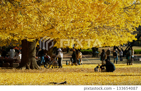 Golden ginkgo trees and people enjoying autumn Golden ginkgo trees and people enjoying autumn 133654087