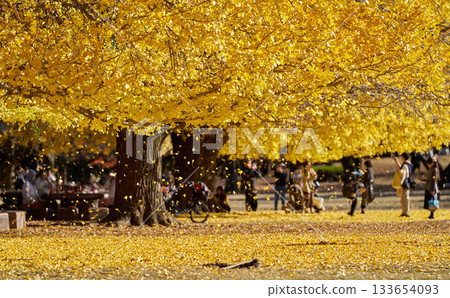A park in the afternoon, with falling ginkgo leaves and autumn colors 133654093