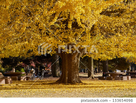 Autumn scenery with large ginkgo trees and golden leaves Autumn scenery with large ginkgo trees and golden leaves 133654098