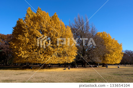 Golden ginkgo trees lining Hikarigaoka Park and autumn scenery 133654104
