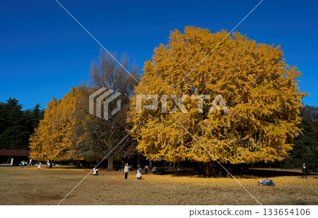 Golden ginkgo trees and the blue autumn sky at Hikarigaoka Park 133654106