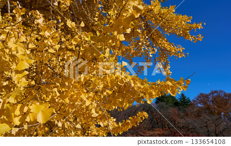 金色的銀杏葉在藍天的映襯下顯得格外醒目。 金色的銀杏葉在藍天的映襯下顯得格外醒目。 133654108