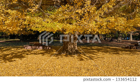 Golden ginkgo trees and a large tree covered in a carpet of fallen leaves 133654112