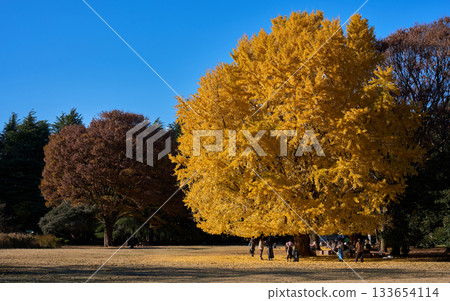 光丘公園裡高大的金黃色銀杏樹和秋景 133654114