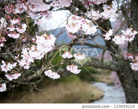 When I took a photo of Kohigan cherry blossoms blooming by the water, the photo turned out overexposed When I took a photo of Kohigan cherry blossoms blooming by the water, the photo turned out overexposed 133654229