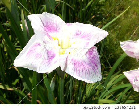 哈娜莎華 133654231