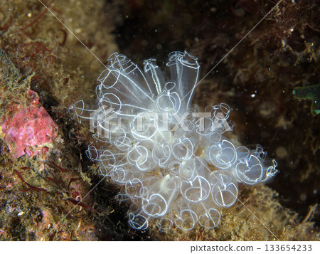 Translucent sea squirt in water Translucent sea squirt in water 133654233