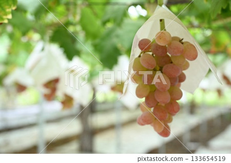 來自白根葡萄園（新潟縣）的葡萄 133654519