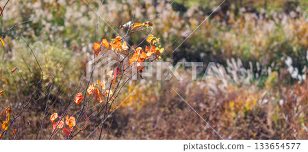 Bright red autumn leaves Bright red autumn leaves 133654577