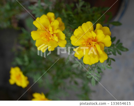 Yellow marigolds 133654615