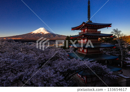 【山梨縣富士吉田市】四月，富士山在黎明時分與荒倉山淺間公園盛開的櫻花交相輝映。 133654617