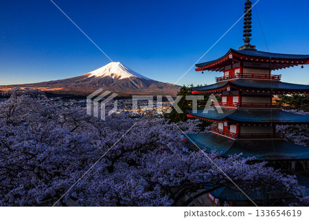 [Yamanashi Prefecture_Fujiyoshida City] Mount Fuji at dawn and cherry blossoms in full bloom at Arakurayama Sengen Park in April 133654619