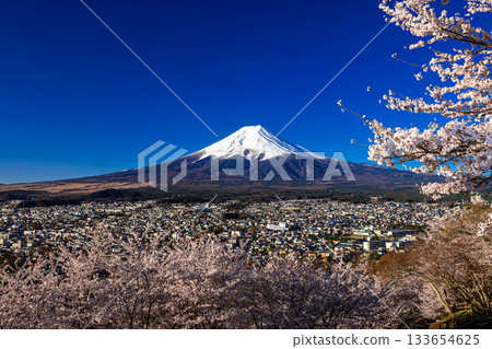 【山梨縣富士吉田市】四月，富士山在黎明時分與荒倉山淺間公園盛開的櫻花交相輝映。 133654625