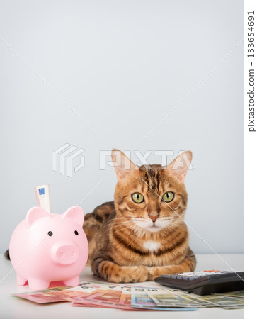 Bengal cat with piggy bank, calculator and money on minimalistic background 133654691