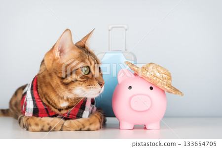Bengal cat with piggy bank and suitcase on minimalist background Bengal cat with piggy bank and suitcase on minimalist background 133654705