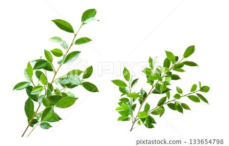 Ficus leaf isolated with clipping path 133654798