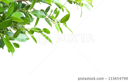 Ficus leaf isolated with clipping path 133654799